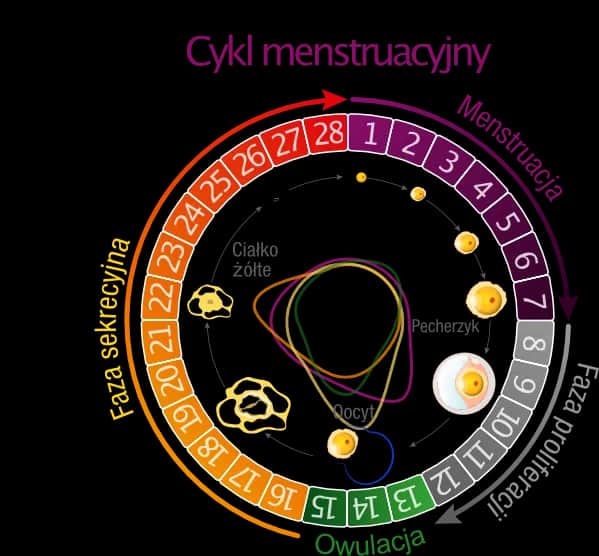 Co ile dni można mieć okres? Poznaj prawidłową długość cyklu miesiączki