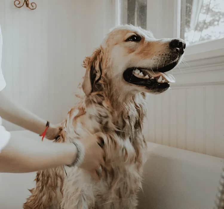 Co ile można myć psa? Częstotliwość kąpieli dla czworonoga