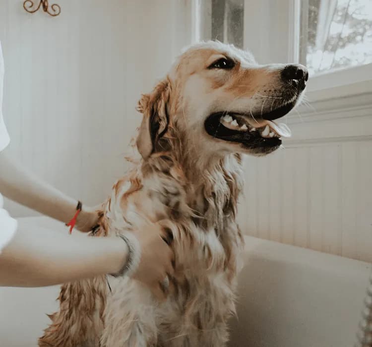 Co ile można myć psa? Częstotliwość kąpieli dla czworonoga